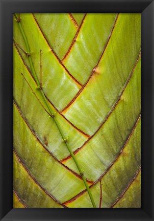 Framed Palm flora, Coral Coast, Viti Levu, Fiji Print