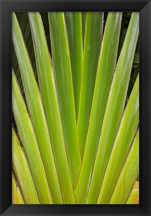 Framed Palm frond pattern, Fiji Print