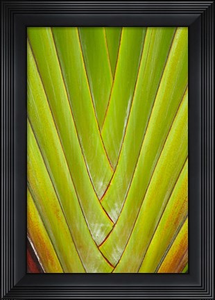 Framed Palm frond pattern, Coral Coast,  Fiji Print