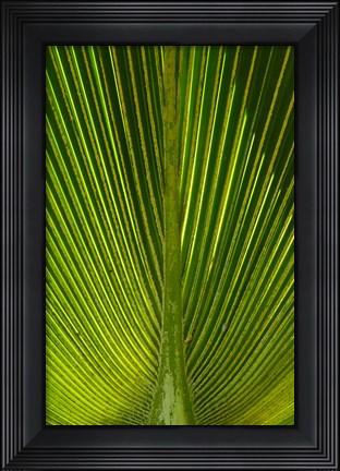Framed Palm frond, Nadi, Viti Levu, Fiji Print
