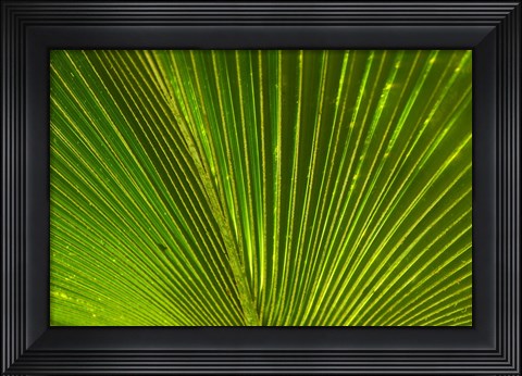 Framed Palm frond, Fiji Print