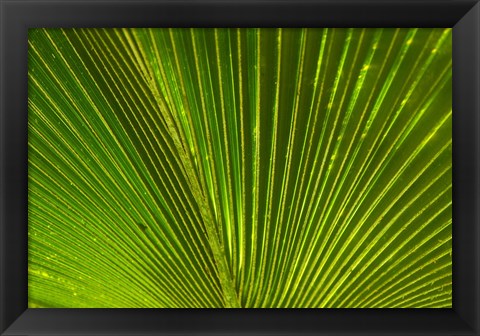 Framed Palm frond, Fiji Print