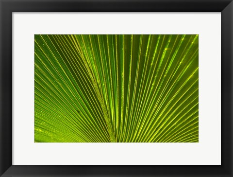 Framed Palm frond, Fiji Print