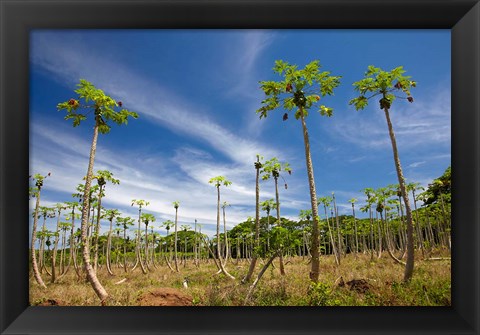 Framed Pawpaw (papaya) plantation,  Fiji Print