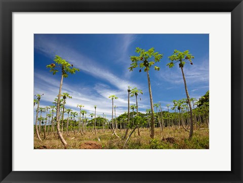 Framed Pawpaw (papaya) plantation,  Fiji Print