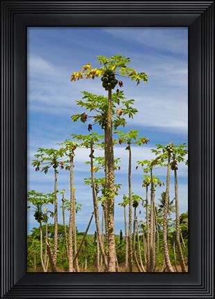 Framed Pawpaw (papaya) plantation, Lower Sigatoka Valley, Sigatoka, Coral Coast, Viti Levu, Fiji Print