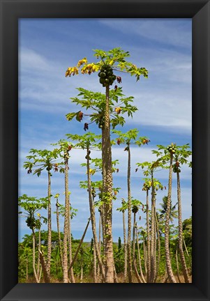 Framed Pawpaw (papaya) plantation, Lower Sigatoka Valley, Sigatoka, Coral Coast, Viti Levu, Fiji Print