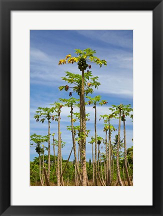 Framed Pawpaw (papaya) plantation, Lower Sigatoka Valley, Sigatoka, Coral Coast, Viti Levu, Fiji Print