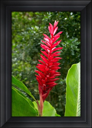 Framed Red Ginger Flower (Alpinia purpurata), Fiji Print