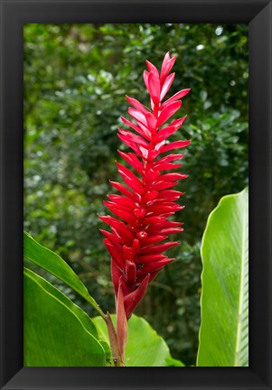 Framed Red Ginger Flower (Alpinia purpurata), Fiji Print