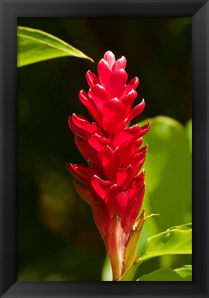 Framed Red Ginger Flower (Alpinia purpurata), Nadi, Viti Levu, Fiji Print