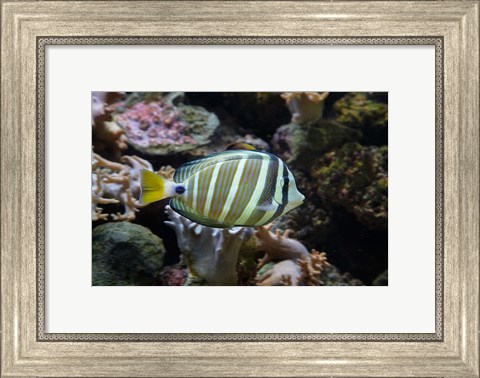 Framed Sailfin tang fish, Kula Eco Park, Viti Levu, Fiji Print