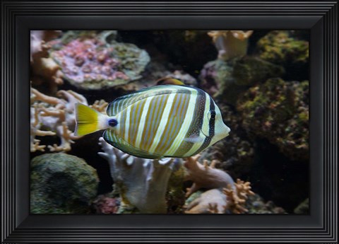 Framed Sailfin tang fish, Kula Eco Park, Viti Levu, Fiji Print