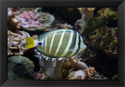 Framed Sailfin tang fish, Kula Eco Park, Viti Levu, Fiji Print