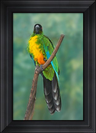 Framed Sulphur-breasted Musk Parrot, Tropical bird, Fiji Print