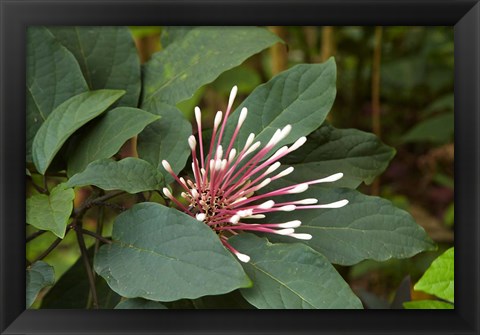 Framed Tropical flower, Coral Coast, Viti Levu, Fiji Print