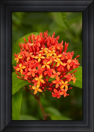 Framed Tropical flower, Fiji Print