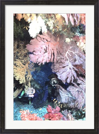Framed Diver Peers Out From Crevice, Flanked by Brilliant Sea Fans and Soft Corals, Fiji, Oceania Print
