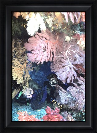 Framed Diver Peers Out From Crevice, Flanked by Brilliant Sea Fans and Soft Corals, Fiji, Oceania Print