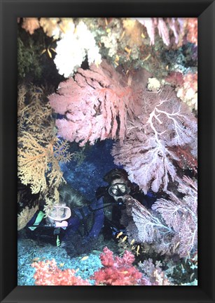 Framed Diver Peers Out From Crevice, Flanked by Brilliant Sea Fans and Soft Corals, Fiji, Oceania Print