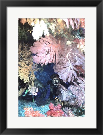 Framed Diver Peers Out From Crevice, Flanked by Brilliant Sea Fans and Soft Corals, Fiji, Oceania Print