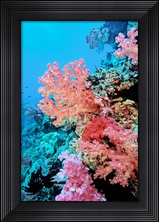 Framed Colorful Sea Fans and other Corals, Fiji, Oceania Print