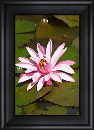 Framed Fiji, Viti Levu Island Water lily flower Print