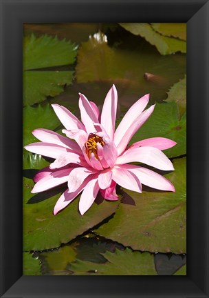 Framed Fiji, Viti Levu Island Water lily flower Print
