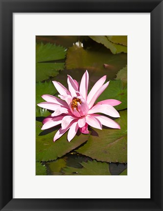 Framed Fiji, Viti Levu Island Water lily flower Print