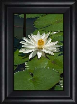 Framed Fiji, Water lily flower Print