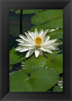 Framed Fiji, Water lily flower Print