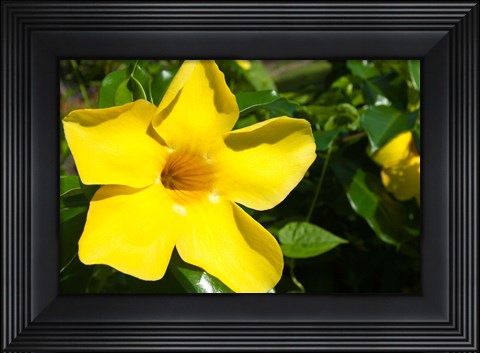 Framed Fiji, Viti Levu Island Flower Print