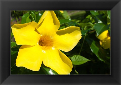 Framed Fiji, Viti Levu Island Flower Print