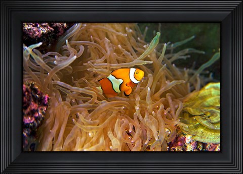Framed Close up of a Clown Fish in an Anemone, Nadi, Fiji Print