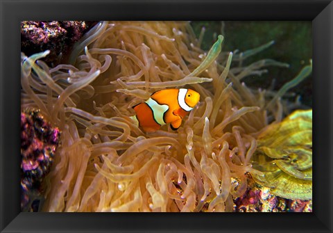 Framed Close up of a Clown Fish in an Anemone, Nadi, Fiji Print