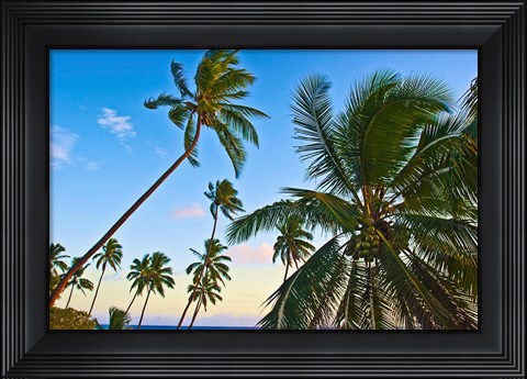 Framed Nanuku Levu, Fiji Islands palm trees with coconuts, Fiji, Oceania Print