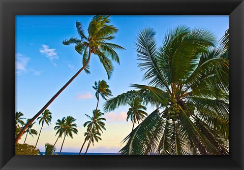 Framed Nanuku Levu, Fiji Islands palm trees with coconuts, Fiji, Oceania Print