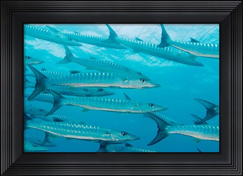 Framed Golden Dream Reef, Bligh Water Area, Fiji Islands Print