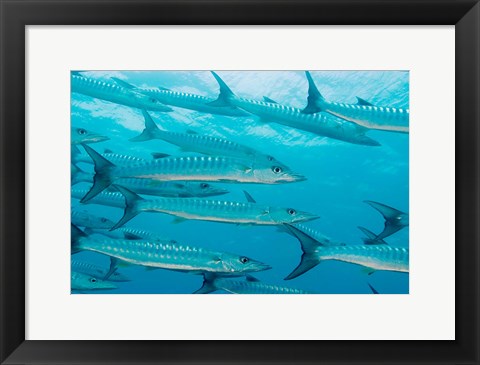 Framed Golden Dream Reef, Bligh Water Area, Fiji Islands Print