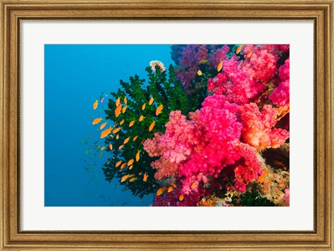 Framed Multicolor Soft Corals, Coral Reef, Bligh Water Area, Viti Levu, Fiji Islands Print