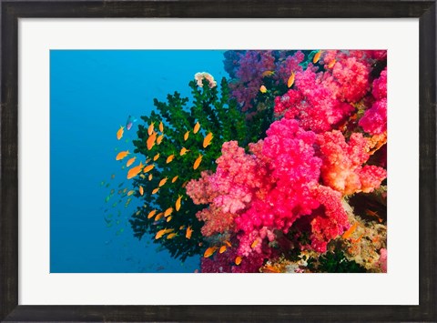 Framed Multicolor Soft Corals, Coral Reef, Bligh Water Area, Viti Levu, Fiji Islands Print
