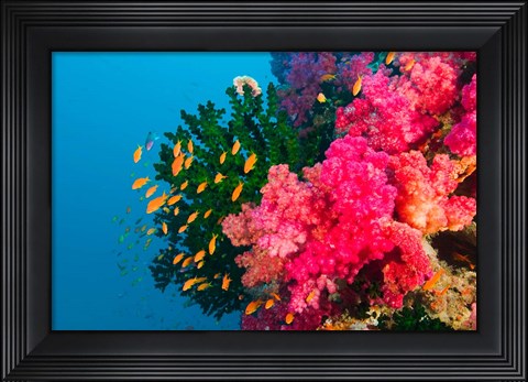 Framed Multicolor Soft Corals, Coral Reef, Bligh Water Area, Viti Levu, Fiji Islands Print