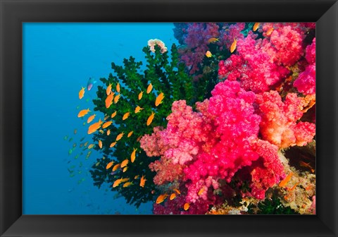 Framed Multicolor Soft Corals, Coral Reef, Bligh Water Area, Viti Levu, Fiji Islands Print