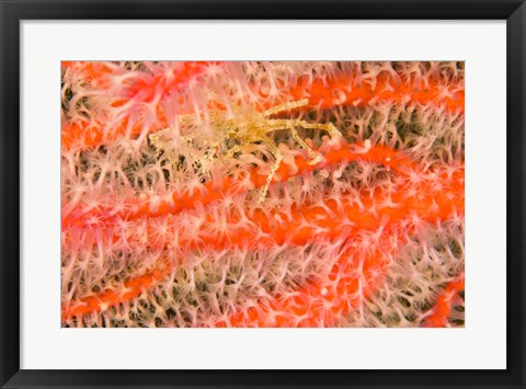 Framed Marine Life, Fiji Print