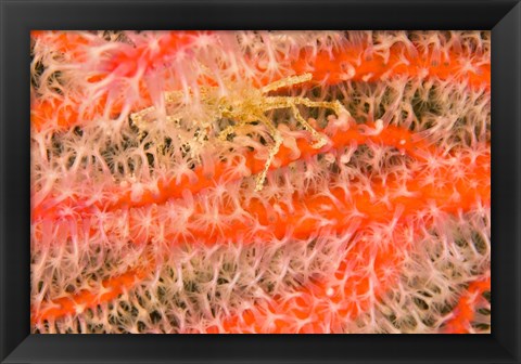 Framed Marine Life, Fiji Print