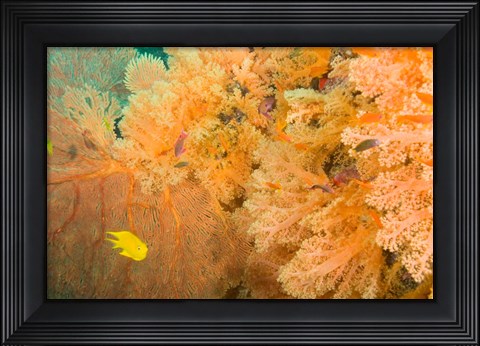 Framed Golden Dream Reef, Bligh Water Area, Viti Levu, Fiji Islands Print