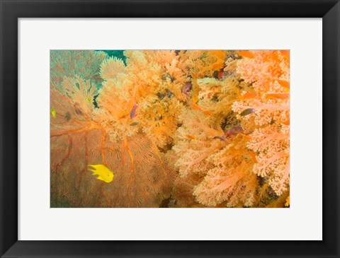 Framed Golden Dream Reef, Bligh Water Area, Viti Levu, Fiji Islands Print