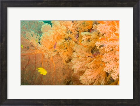 Framed Golden Dream Reef, Bligh Water Area, Viti Levu, Fiji Islands Print
