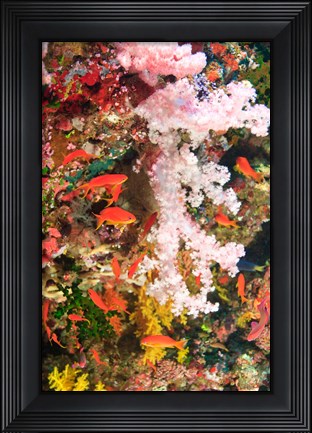 Framed Schooling Fairy Basslet fish, Fiji Print