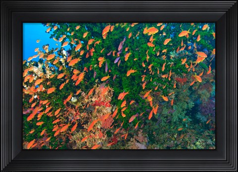 Framed Schooling Fairy Basslet fish, Viti Levu, Fiji Print